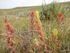 Castilleja angustifolia