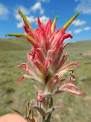 Castilleja angustifolia