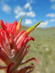 Castilleja angustifolia