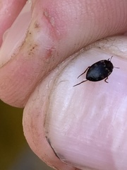 Leconectes striatellus