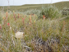 Castilleja angustifolia