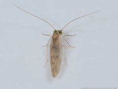 Xanthocaecilius