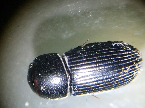 Black Fairway Beetle photo 4