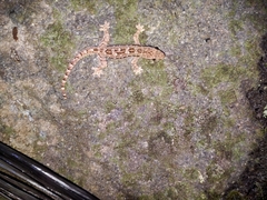 Hemidactylus platyurus