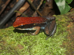 Ameerega parvula