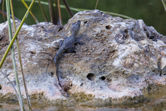 Crocodylus moreletii