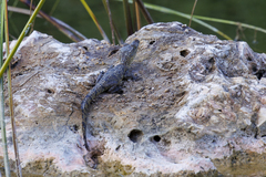 Crocodylus moreletii