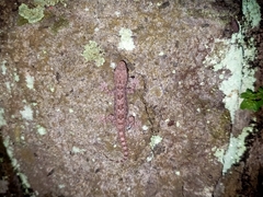 Hemidactylus platyurus