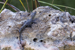 Crocodylus moreletii