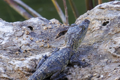 Crocodylus moreletii
