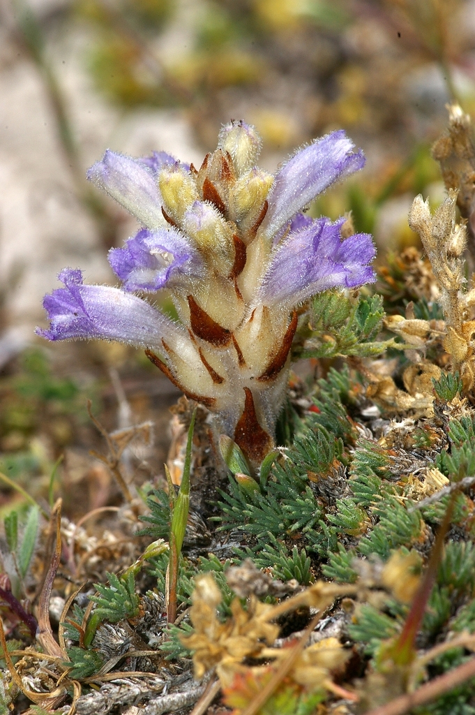 Phelipanche camphorosmae