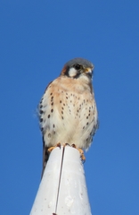 Falco sparverius paulus