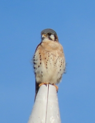 Falco sparverius paulus