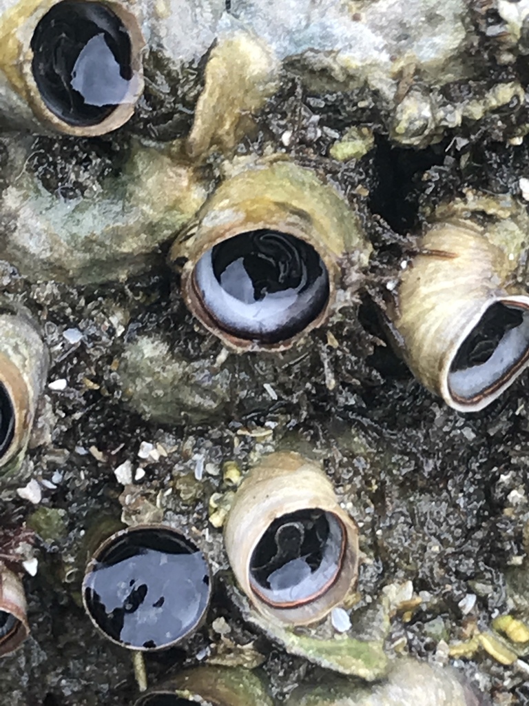 Scaled Worm Snail