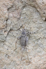 Paradrymadusa galitzini