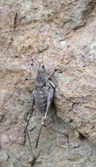 Paradrymadusa galitzini