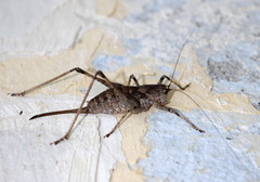 Paradrymadusa galitzini