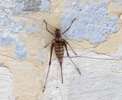 Paradrymadusa galitzini