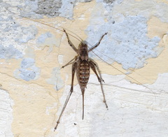 Paradrymadusa galitzini