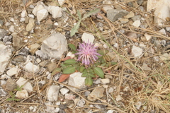Centaurea raphanina mixta