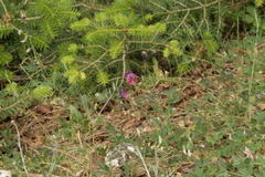 Lathyrus grandiflorus