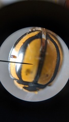 Cheilomenes propinqua