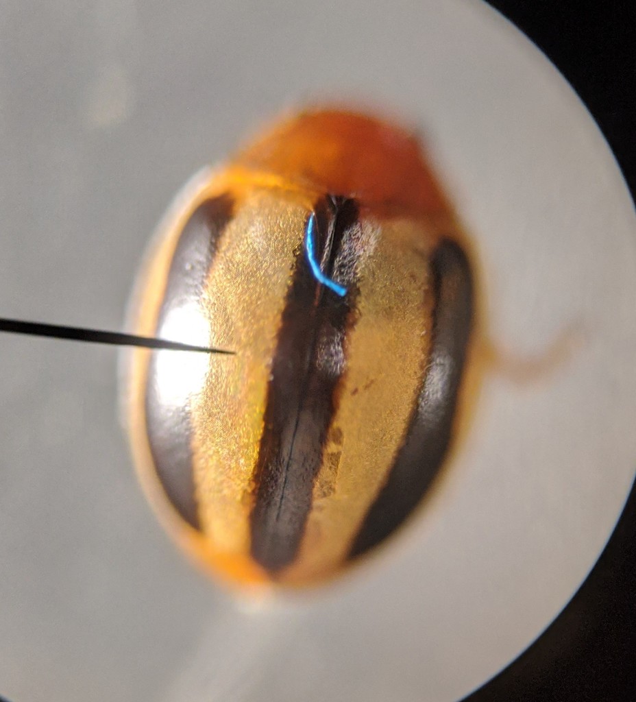 Exochomus nigrifrons