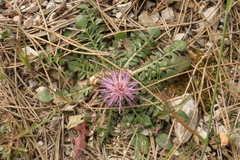 Centaurea raphanina mixta