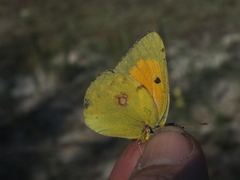 Colias myrmidone