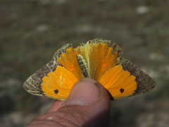 Colias myrmidone