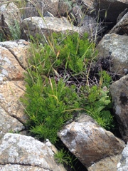Erigeron reductus