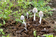Coprinopsis pseudonivea