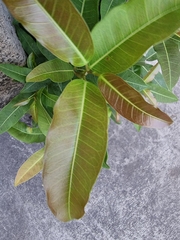 Ficus concinna