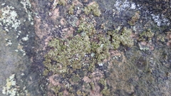 Solenopsora holophaea