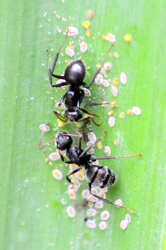 Camponotus crassusCamponotus crassus