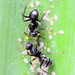 Camponotus crassus - Photo (c) rodrigo_lazaro, algunos derechos reservados (CC BY), subido por rodrigo_lazaro