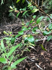 Rhamnus diffusa