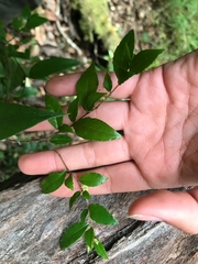 Rhamnus diffusa