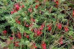 Indigofera oxytropis