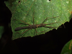 Creoxylus