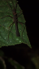 Creoxylus