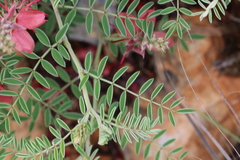 Indigofera oxytropis