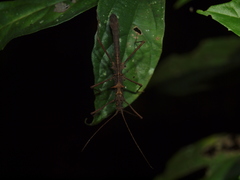 Creoxylus