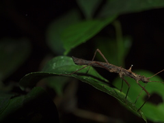 Creoxylus