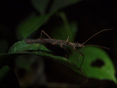 Creoxylus