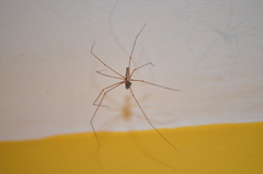 Pholcus phalangioides