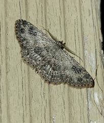 Cyclophora nanaria