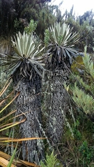 Espeletia grandiflora