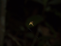 Micrathena acuta