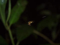 Micrathena acuta
